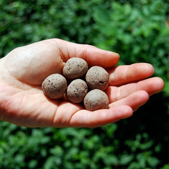 Seed Bombs: mud pies that grow flowers!