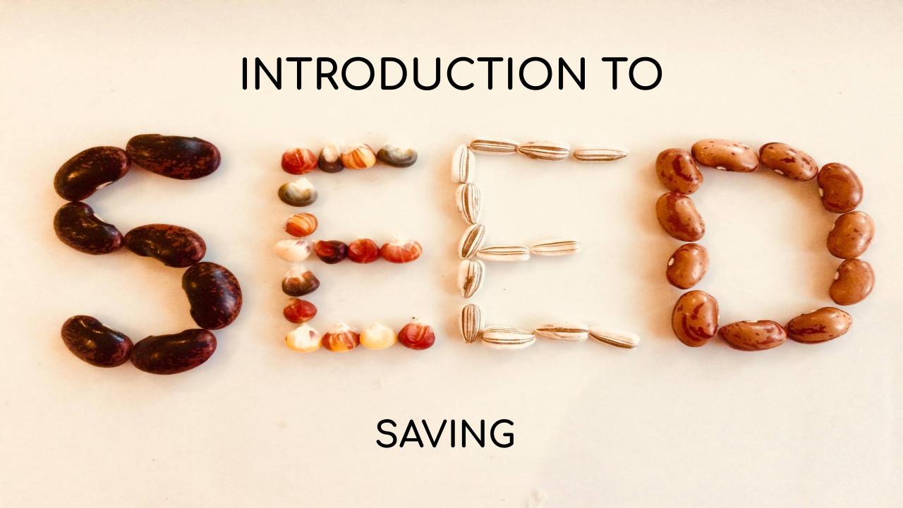 Introduction to Seed Saving