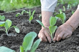 Thinking about planting? Think about soil temperature…